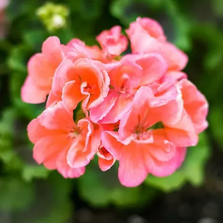 Roumeliotis House Appartement