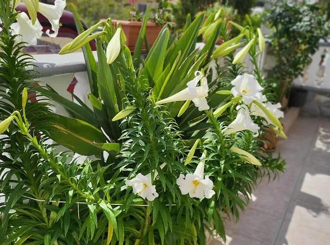 Roumeliotis House Kárpathosz